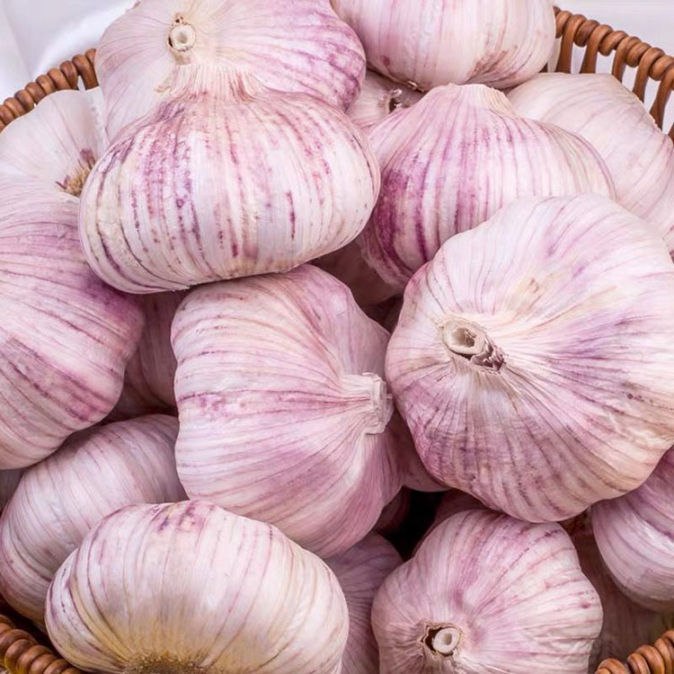 Garlic Garlic
